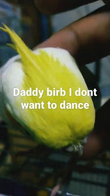 Permission to Scratch (Cockatiel version of Permission to dance) смотреть онлайн