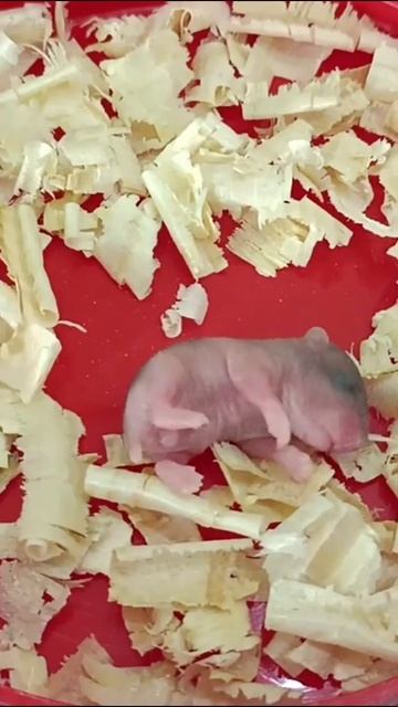 Day 04, How Different Of My Babies Hamster From Day 01 To Day смотреть онлайн