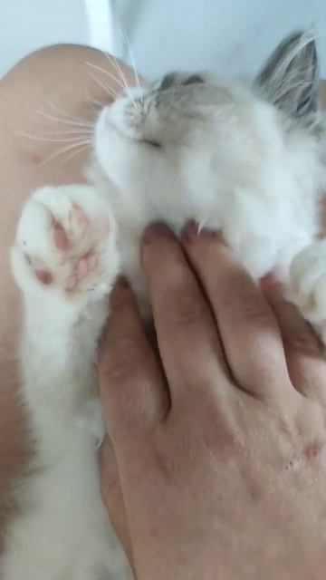 Питомник Bluebelldolls. В питомнике есть свободные #котята #рэгдолл, самые ласковые и ручные котята