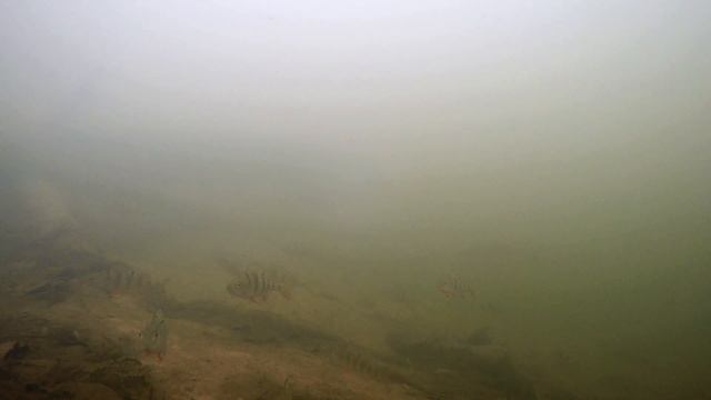 Окунь, щука и голавль: хищники пресных вод #рыбы смотреть онлайн