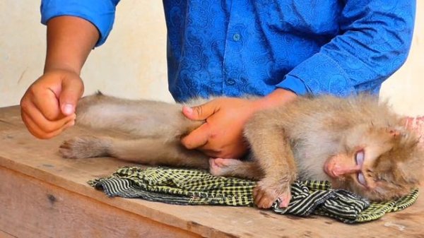 Looks H😂urt but this man can help a little monkey MOKA walk again from Electric Shock