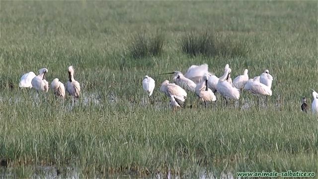 spoonbills (Platalea leucorodia) in Romania смотреть онлайн