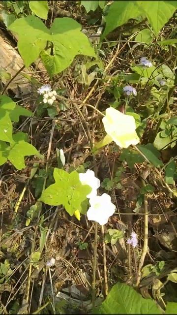 wild flowers смотреть онлайн