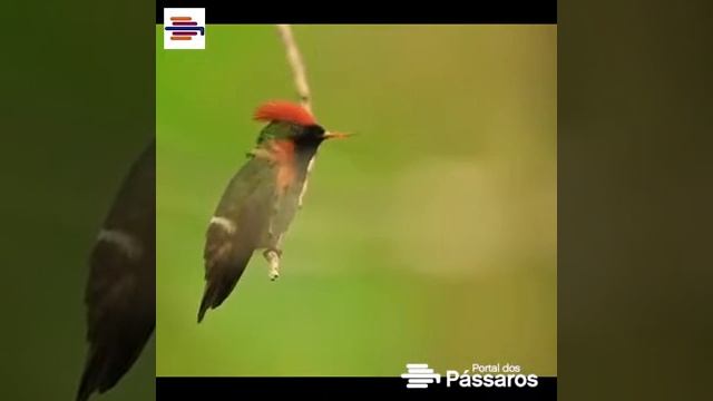 Portal Dos Pássaros: 🌺 Beija-flor-de-leque-canela