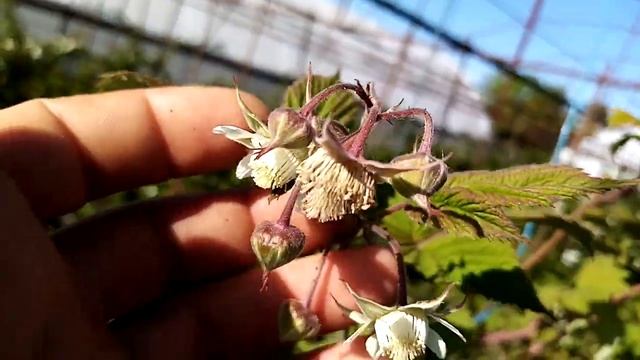 ежевика, малина, ежемалина. смотреть онлайн