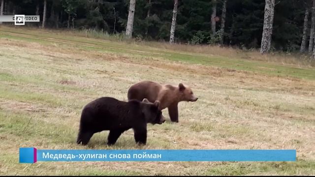 Медведь-хулиган снова пойман смотреть онлайн