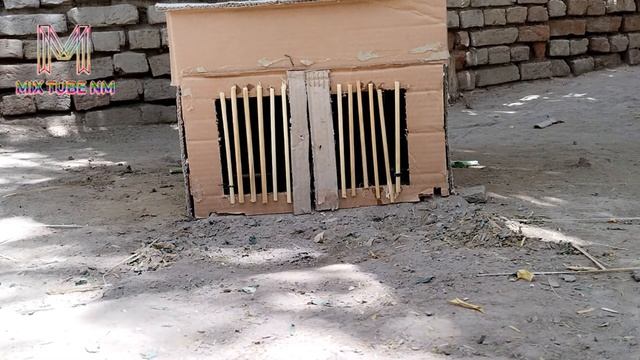 Turdus merula | with Cardboard home | Beautiful looks-Mix Tube NM смотреть онлайн