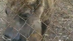 Видео716