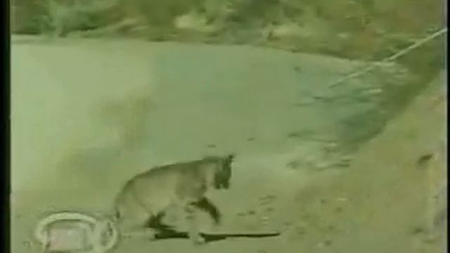 Бой кошки с змеей смотреть онлайн