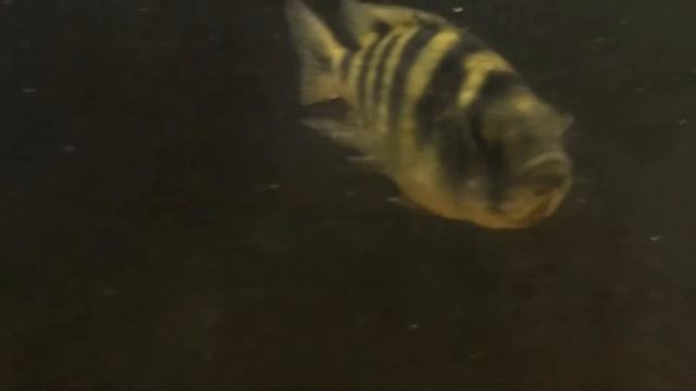 Amazing Fish: Zebra Obliquiden смотреть онлайн