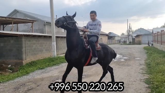 САТЫЛДЫ сразу Адидас смотреть онлайн