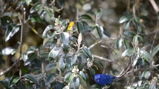 Azulito Altoandino / Tit-like Dacnis / Xenodacnis parina. смотреть онлайн