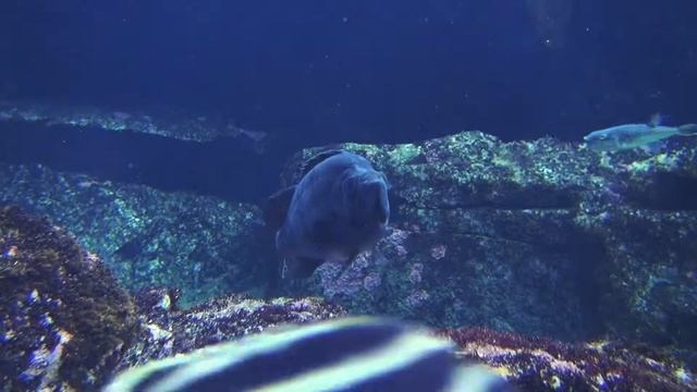 ウスメバル　Goldeye rockfish　Sebastes thompsoni смотреть онлайн