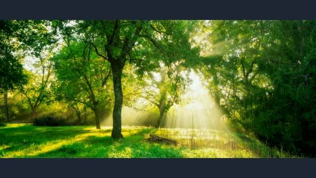 Meditazione Yoga in 60 minuti Suono curativo nella cascata nel mezzo della foresta 0 2 смотреть онлайн