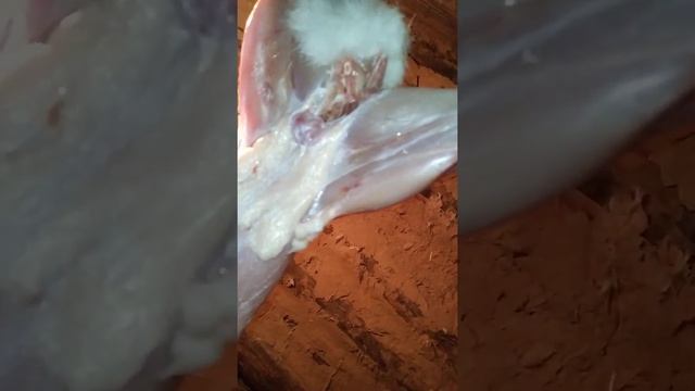 Разделываем кролика. смотреть онлайн