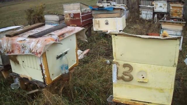 бакфаст розбушевался смотреть онлайн
