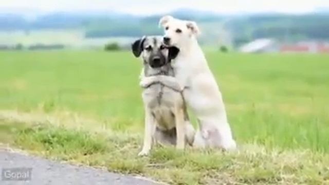 Обнимают животных