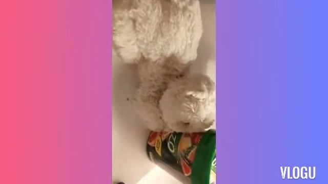 KhomaPets/ Фудхаки или преображение пространства для хомяков своими руками смотреть онлайн