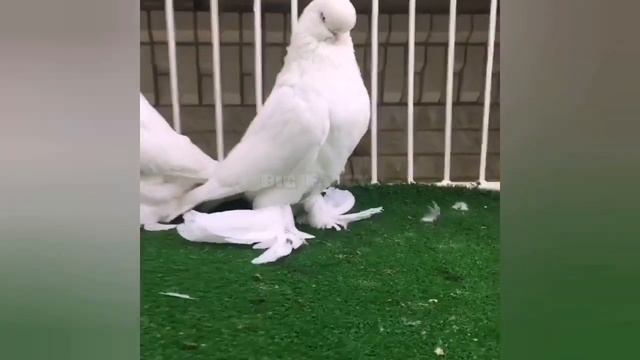 Most Bizarre Pigeon Breeds Varieties in the world & Amazing Biggest breed fancy pigeons | Birds смотреть онлайн