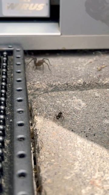 Spider VS Ant :)) смотреть онлайн