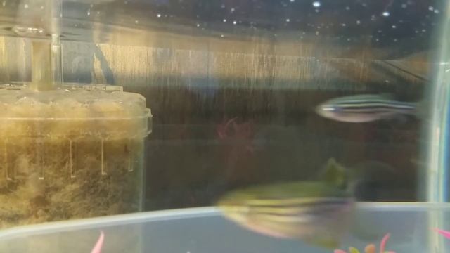 Danio tank смотреть онлайн