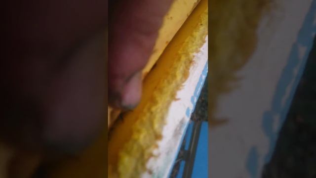 Пчелы грызут пеноулик