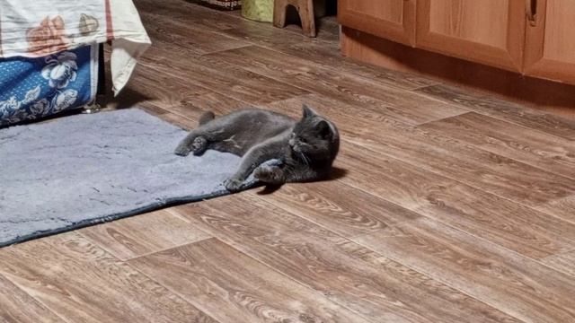 Кошка Мыфка балуется смотреть онлайн