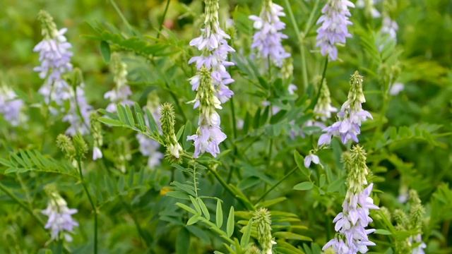Keçisedefi - Galega Officinalis