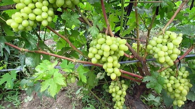 виноград Валёк