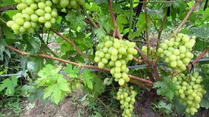 виноград Валёк