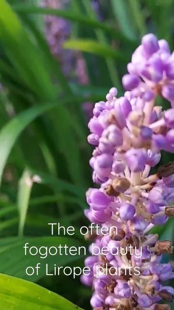 Lirope Plants (a.k.a. lily tuff, monkey grass) смотреть онлайн