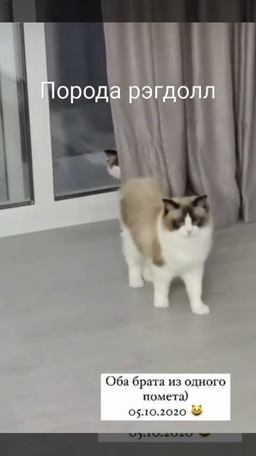 Ручные котята породы #рэгдолл (#тряпичнаякукла ) питомник #Bluebelldolls (Москва) #ragdoll #регдолл смотреть онлайн