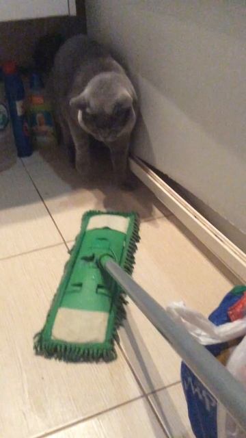 Британский кот шипит на швабру смотреть онлайн