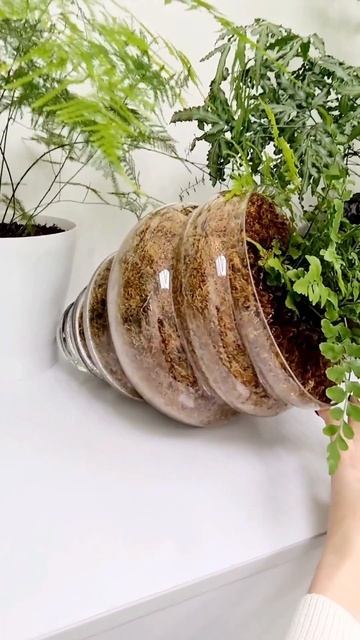 Папоротник в ракушке #sphagnum_eco #сфагнумфускум #plants #home #gardening #moss #myplant #moss смотреть онлайн