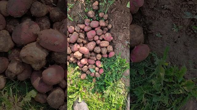 Картошка, картошка, картошечка. Пробная копка картошки урожая 2023. смотреть онлайн