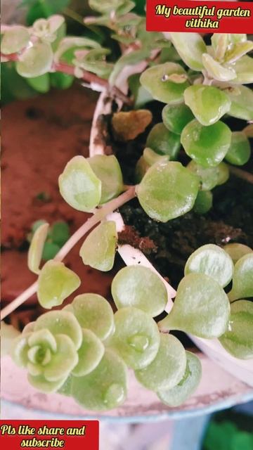 Succulent Plant/#succulentsplants#sedum#stonecrop#short/#succulents#shorts#shortsvideo смотреть онлайн