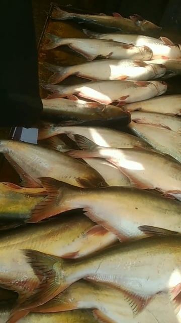 Pangash Fish - Part 7 #shorts смотреть онлайн