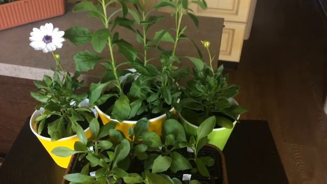 Остеоспермум 05.05.18 Цветение остеоспермума через три месяца от посева смотреть онлайн