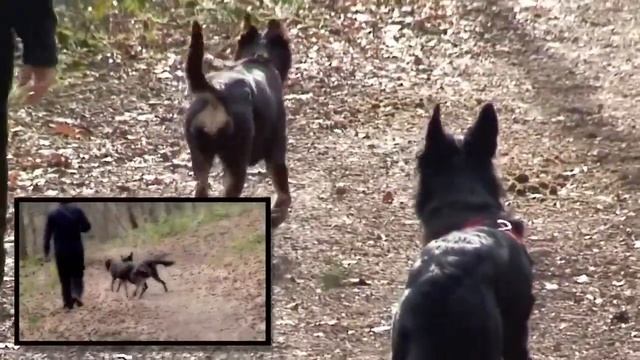 Draco & Belle смотреть онлайн