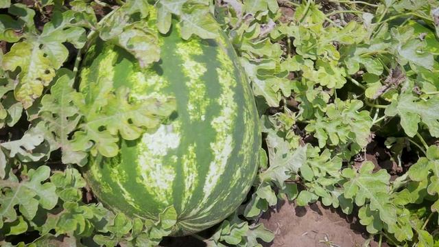 11 Малыхина В.В. Соль-Илецк смотреть онлайн