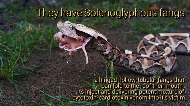 Ular Gaboon Viper Makan || Live Feeding West African Gaboon Viper смотреть онлайн