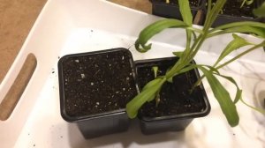 Диморфотека 17.04.18 Пикирование и прищипка диморфотеки