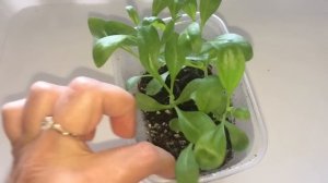 Остеоспермум 14.04.18 Пикирование, прищипка и обзор рассады остеоспермума