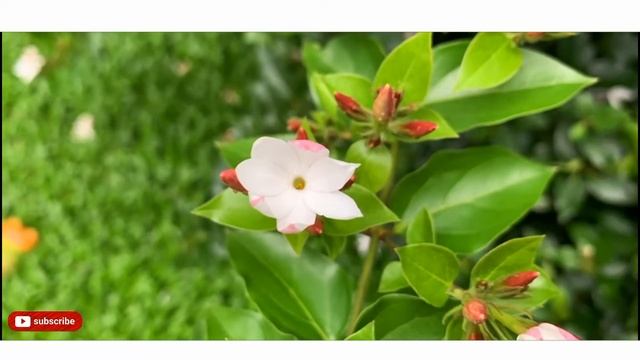Blooming Flower HDR Timelapse | LAPSEGENIX смотреть онлайн