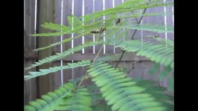 Yellow Jackets Flying on Some Ferns