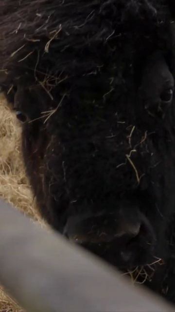 MASSIVE Bison Vs. Hay Bale In SLOW MOTION! 😳 #shorts