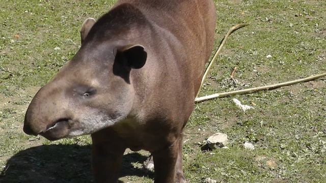 Brazilian Tapir