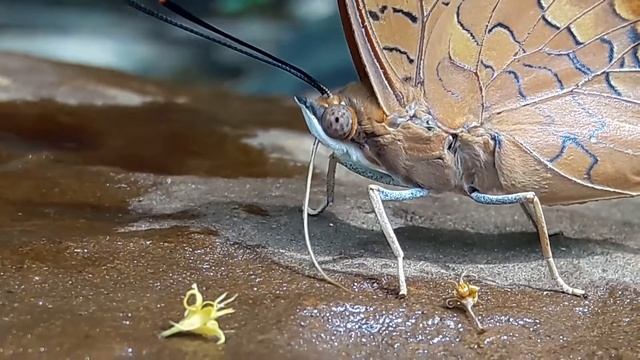 Charaxes Bernardus Hierax