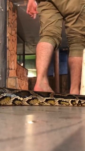 У змеи нет ушей, но она слышит