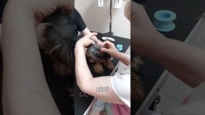 Как подклеить ушки йорку способом «Корона». Самый надёжный!
